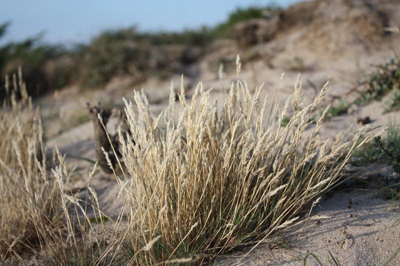 Strandgræs vejrer i vinden ved kysten.
