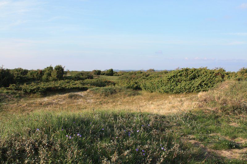 Vesterlyng hede