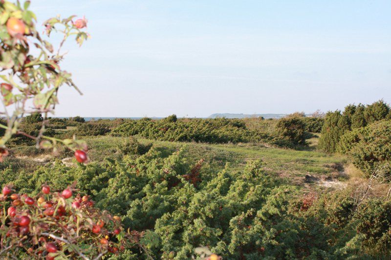 Dejligt frodigt naturlandskab nær Vesterlyng.