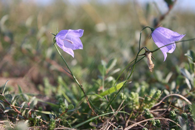 Smukke lilla blomster i den vilde natur.