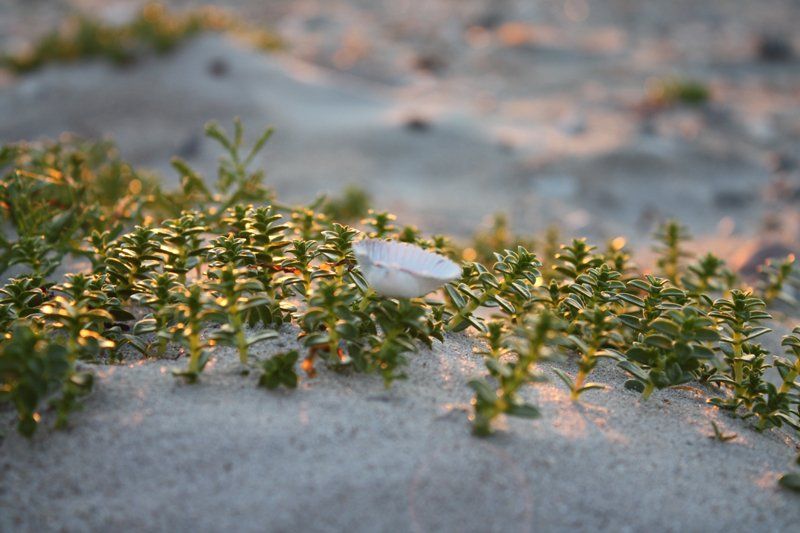 Den storslåede og fredelige natur omkring Vesterlyng Camping på Sjælland.