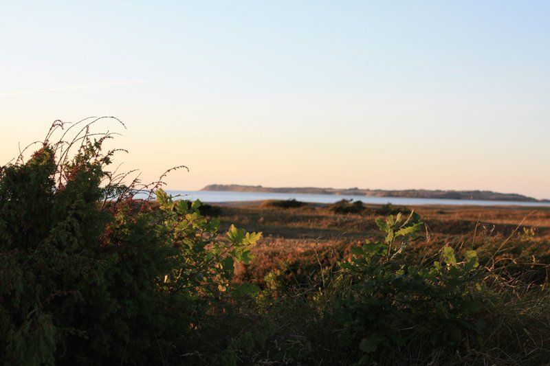 Vesterlyng Hede