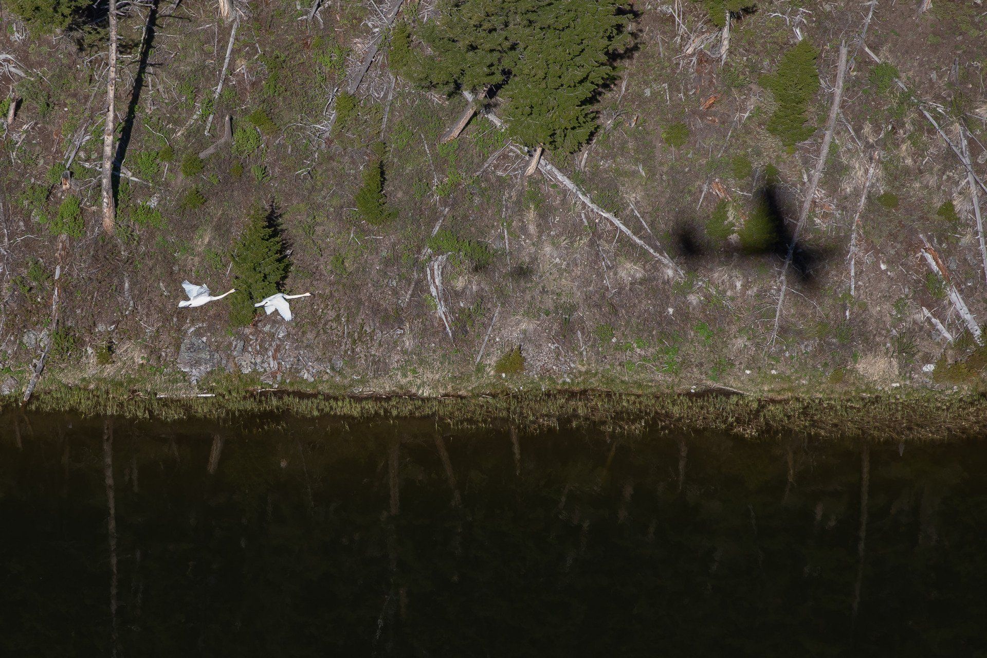 Swan Survey