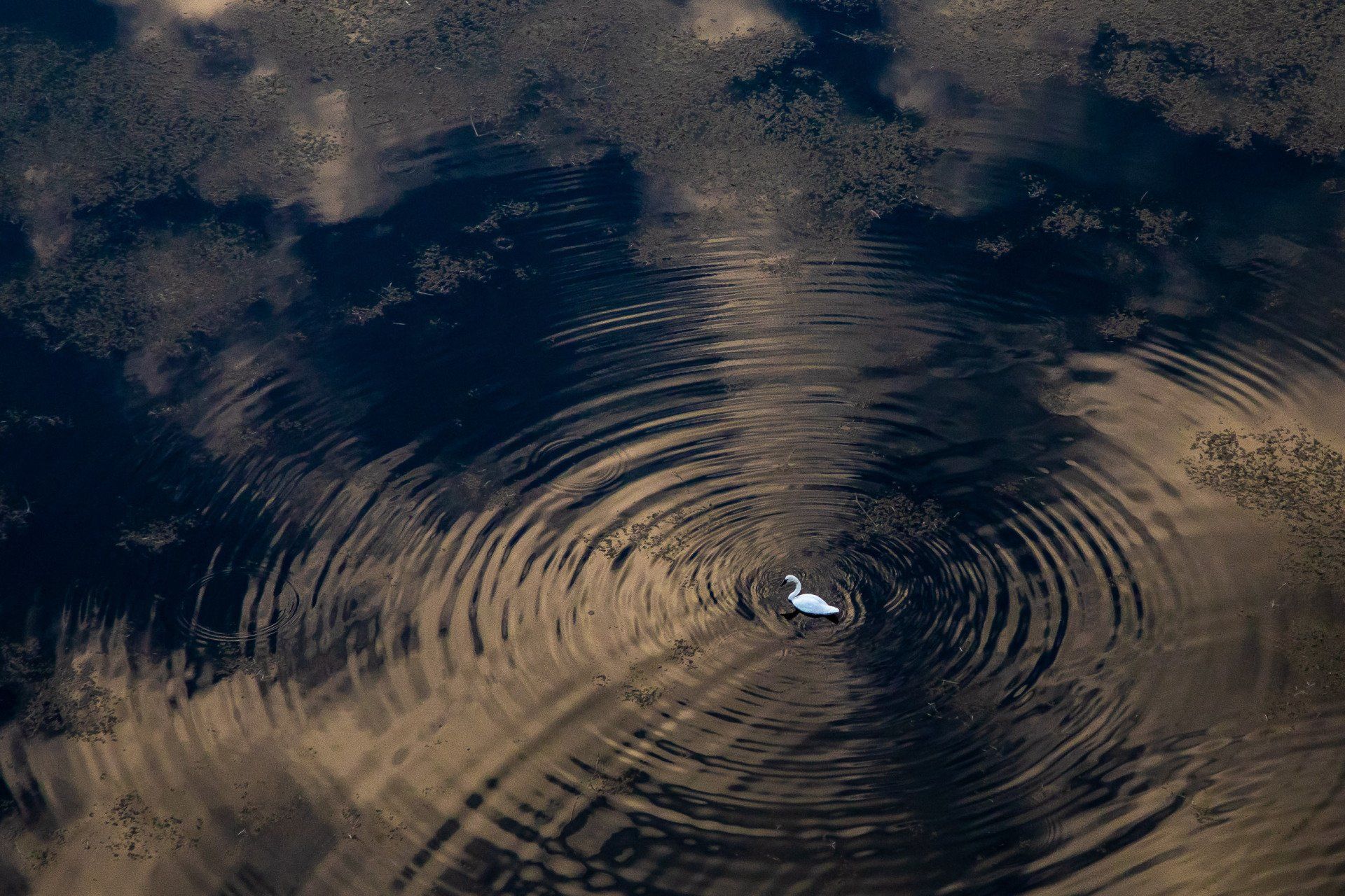 Swan Survey