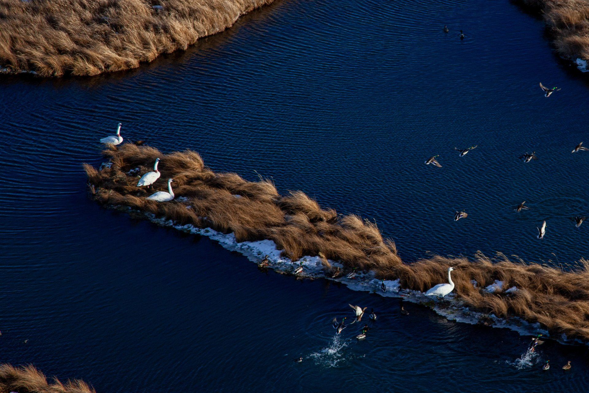 Swan Survey