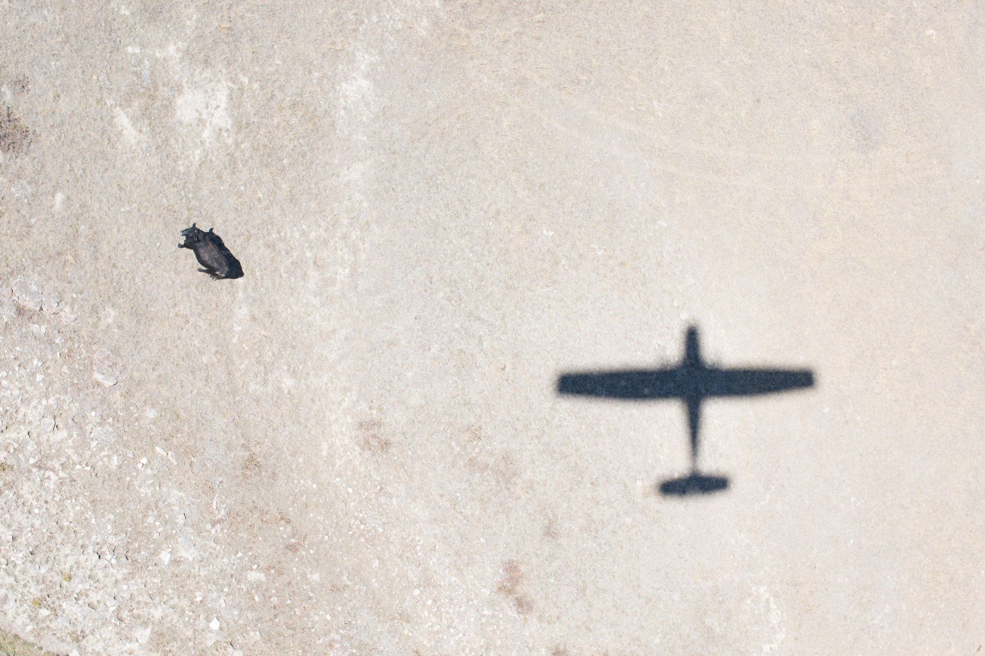 Livestock Aerial Survey