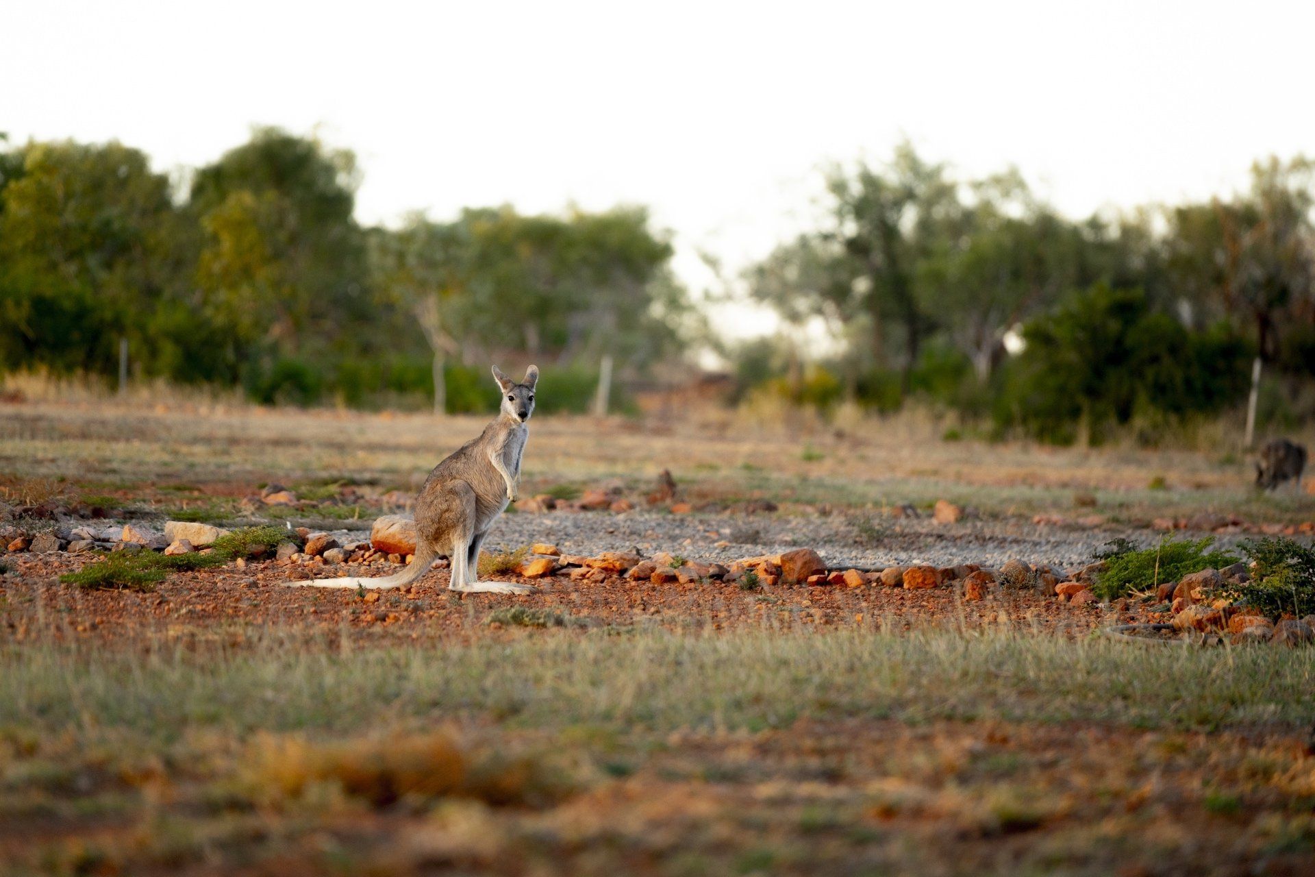 The Locals