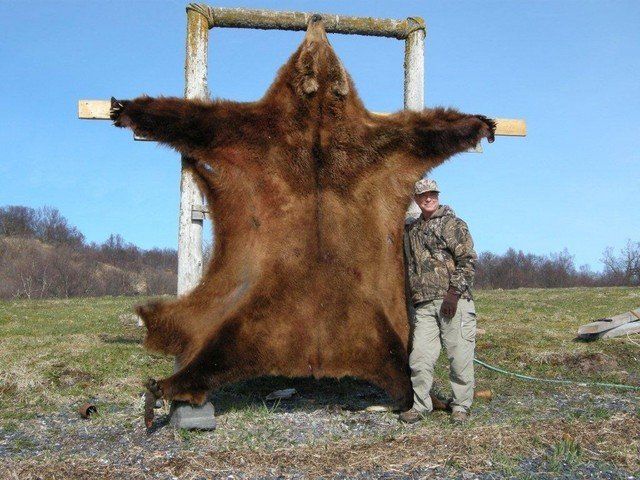 A man standing next to a large brown bear