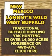 New Mexico Buffalo hunting outfitter, Buffalo hunting guide, Buffalo hunt