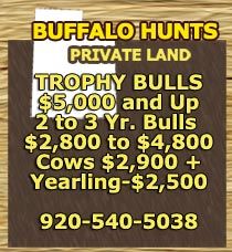 Buffalo hunting outfitter, Buffalo hunt, Buffalo hunting guide