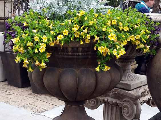 Plant — Garden Center in Kansas City, MO Plant — Garden Center in Kansas City, MO