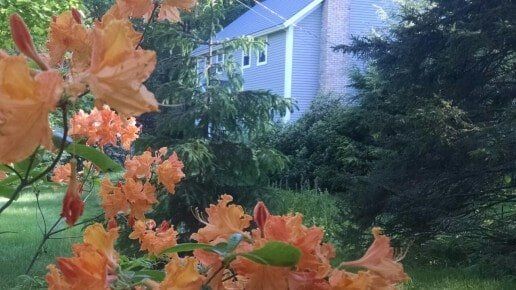 Flowers on the backyard — Residential lawn care services in Bellows Falls, VT Flowers on the backyard — Residential lawn care services in Bellows Falls, VT