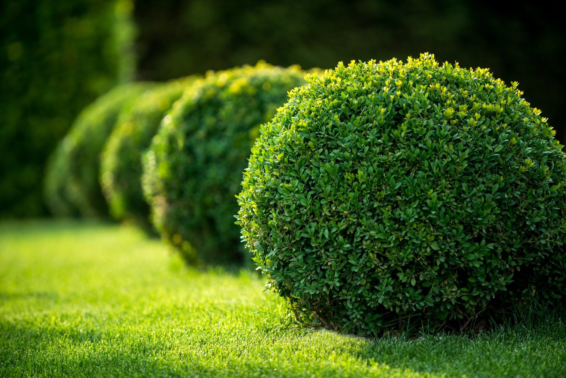 Boxwood Bushes — Boxwood Bushes Round Shape, Formal Park in Louisville, KY