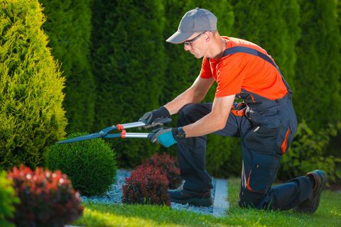 Tree Trimming — Professional Gardener at Work in Louisville, KY Tree Trimming — Professional Gardener at Work in Louisville, KY
