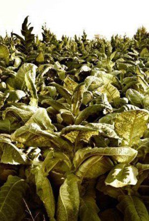 Un campo di piante di tabacco che crescono al sole