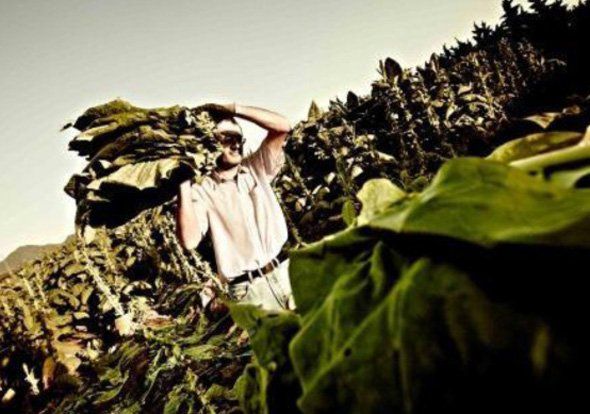 Un uomo è in piedi in un campo di foglie di tabacco.