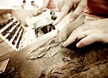 Una persona sta tagliando un pezzo di tabacco su un tavolo.