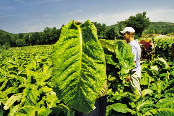 Un uomo che tiene in mano una grande foglia verde in un campo