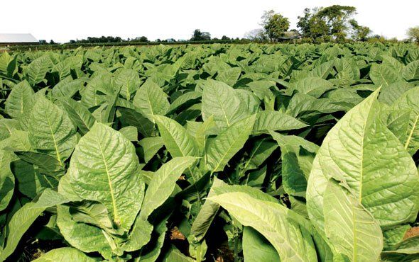 Un campo di foglie di tabacco con alberi sullo sfondo