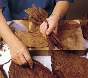 Una persona sta tagliando le foglie di tabacco su un tavolo