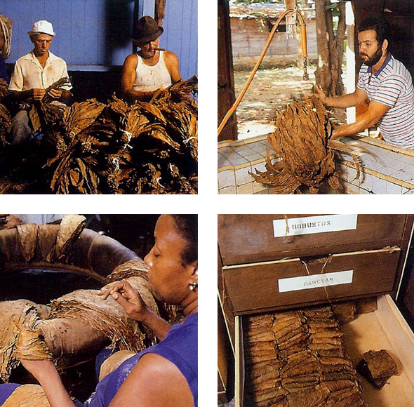 Un collage di quattro foto mostra persone che lavorano il tabacco
