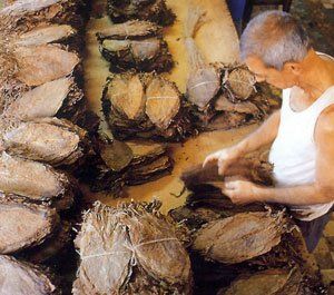 Un uomo con una canottiera bianca sta lavorando su un mucchio di foglie di tabacco