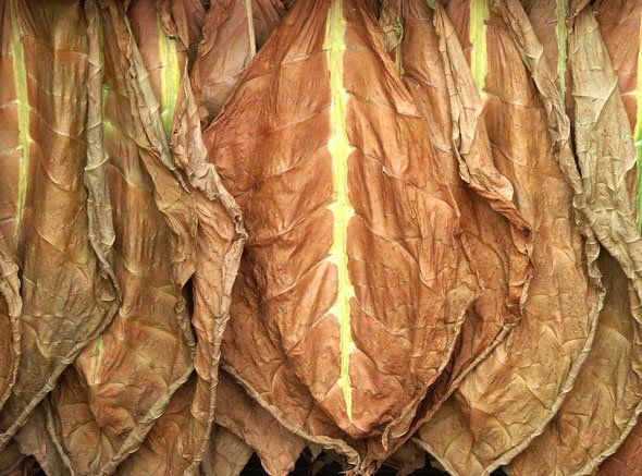 Un mazzo di foglie di tabacco appeso al soffitto.
