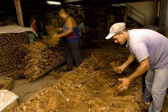 Un uomo che indossa un cappello bianco sta lavorando su un mucchio di terra