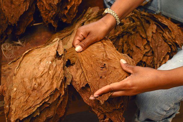 Una persona tiene in mano un mucchio di foglie di tabacco