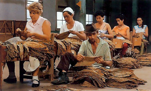 Un gruppo di persone sta lavorando sulle foglie di tabacco