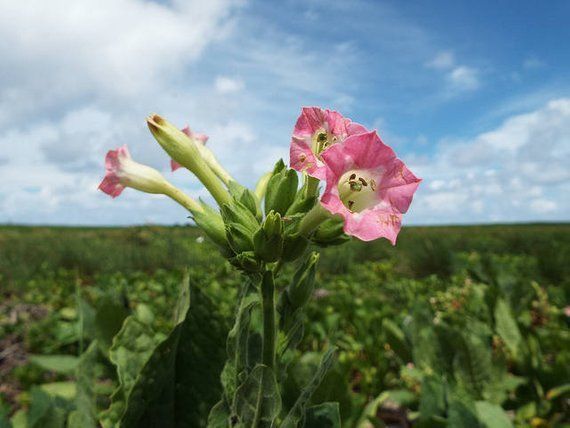 Un primo piano di un fiore rosa in un campo