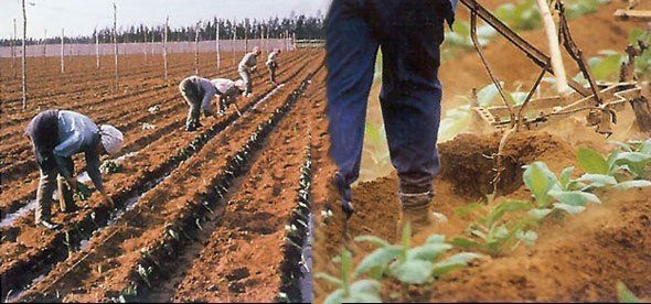 Un gruppo di persone sta lavorando in un campo