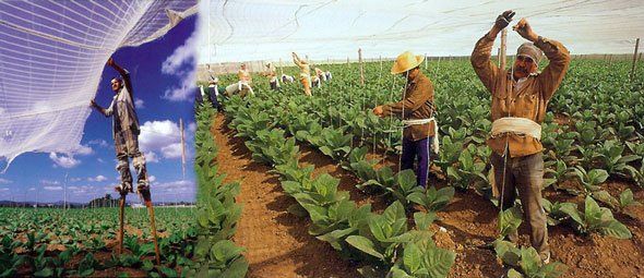 Un gruppo di persone sta lavorando in un campo di piante