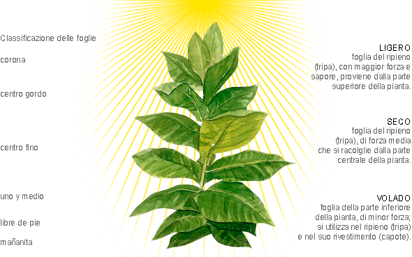 Un disegno di una pianta attraversata dal sole