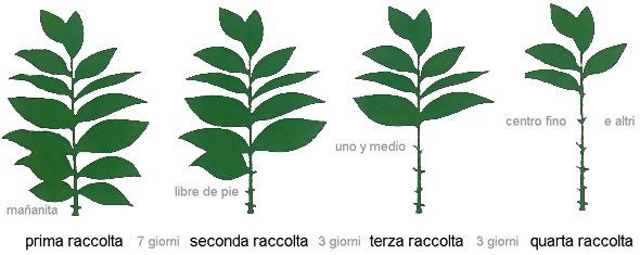 Un disegno di una pianta con diverse fasi di crescita