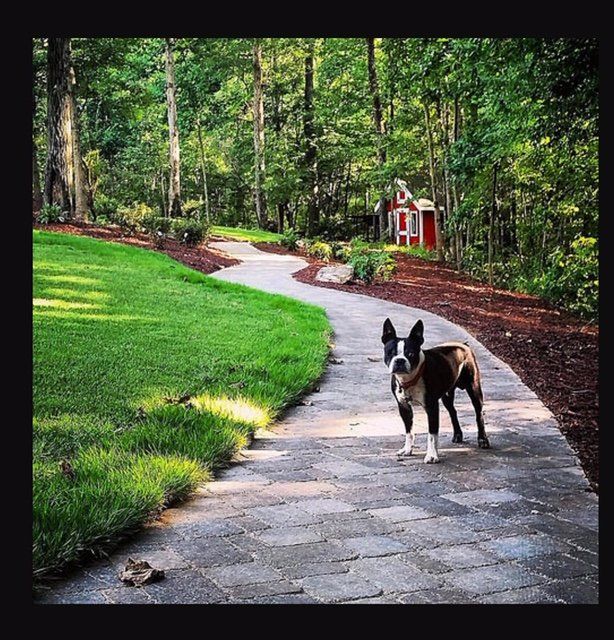 dog on path