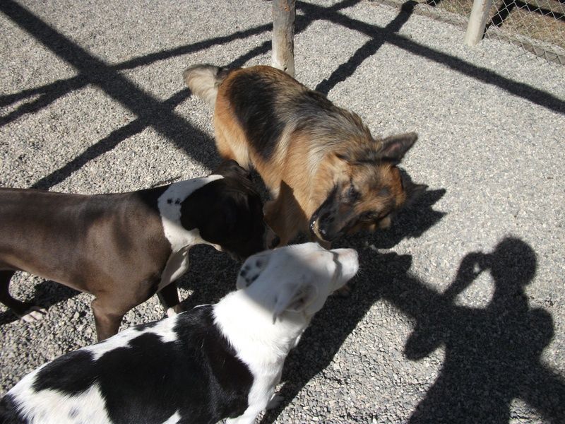 Three dogs are playing with each other in a gravel area