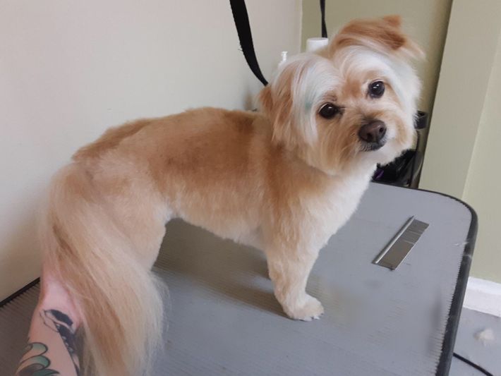 A small brown and white dog is standing on a table