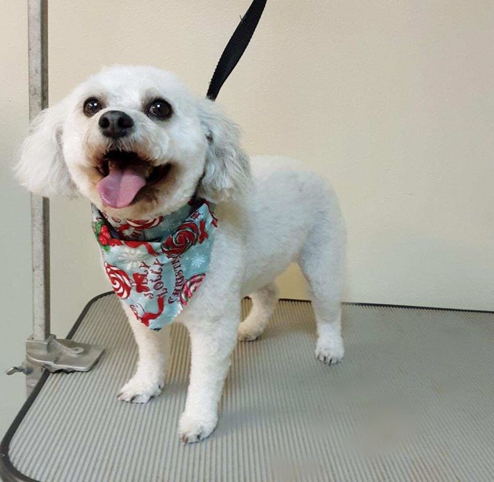 A small white dog wearing a bandana and a leash