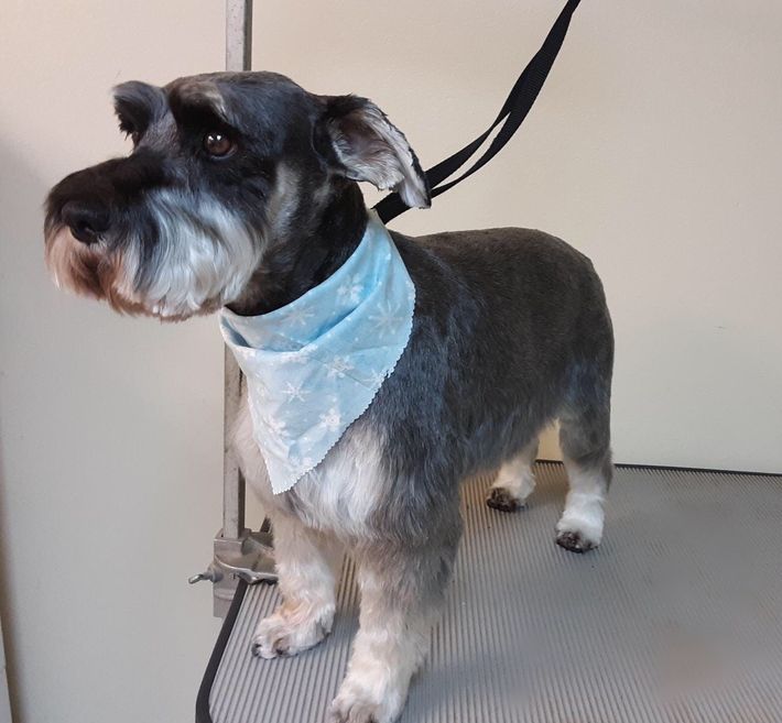 A small dog wearing a blue bandana is standing on a table