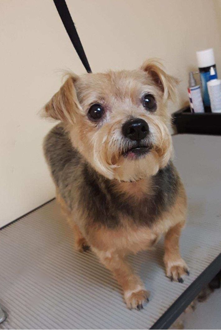A small dog is sitting on a grooming table and looking at the camera.