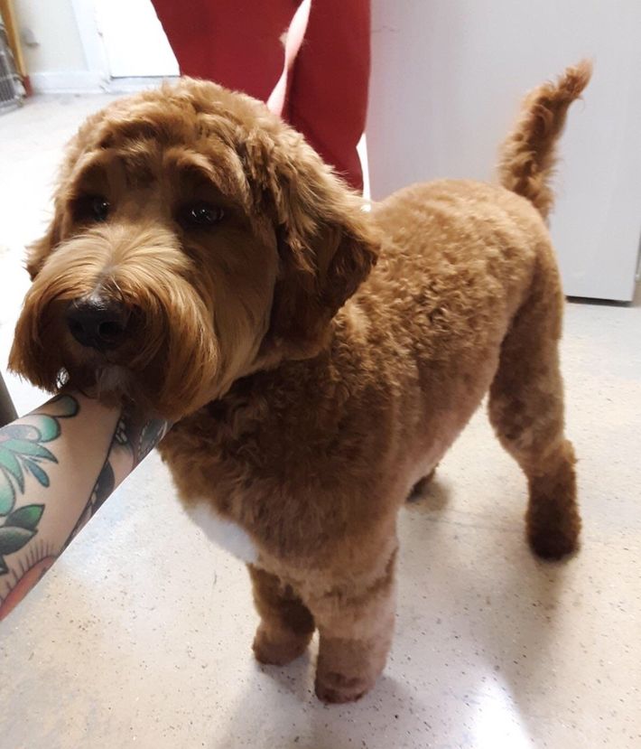 A brown dog standing next to a person with a tattoo on their arm
