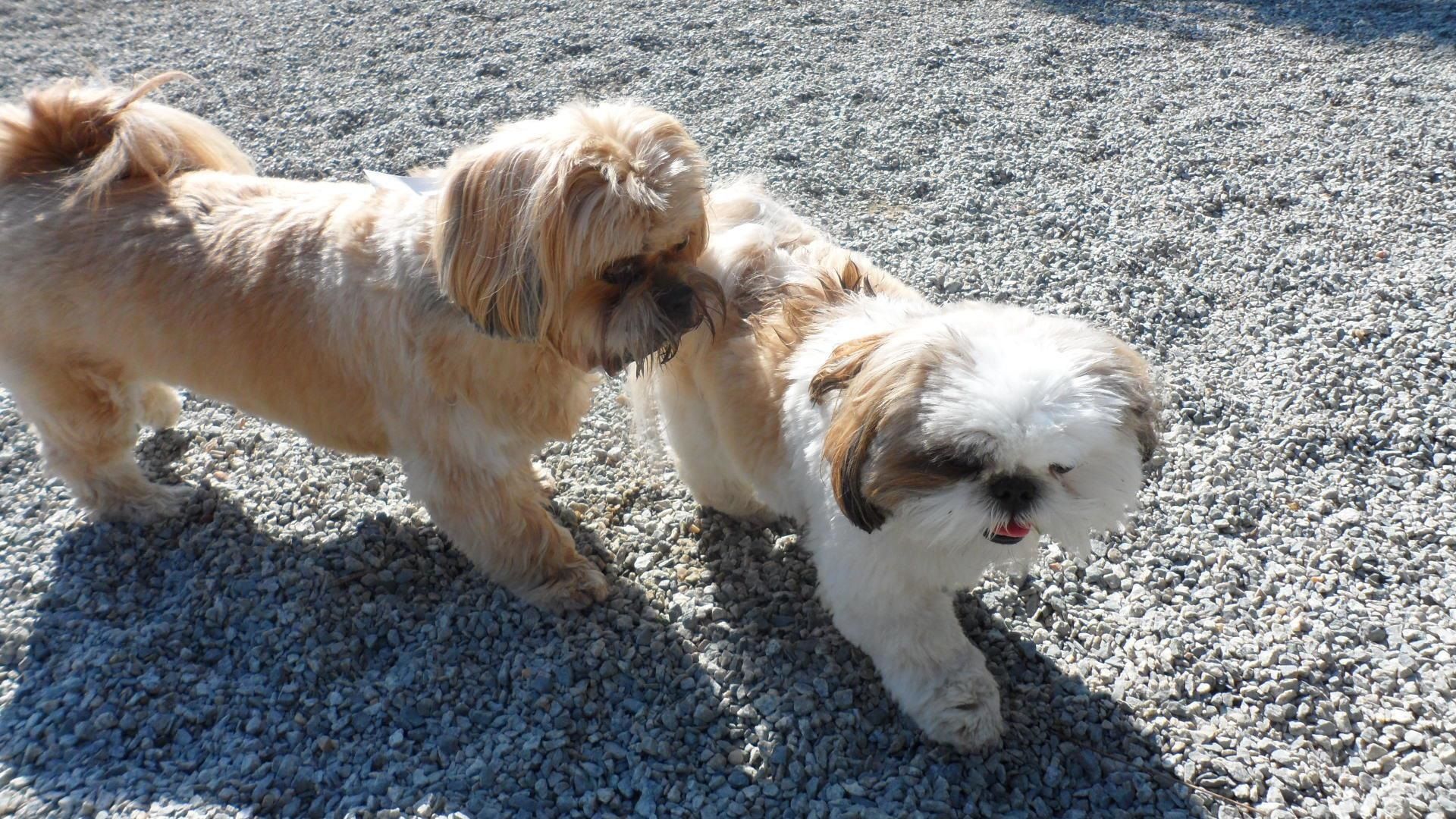 Two small dogs are standing next to each other on gravel.