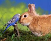 A parakeet and a rabbit are standing next to each other in the grass.