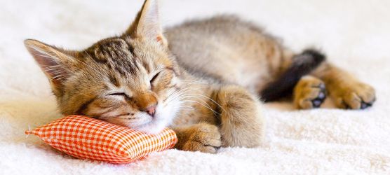 A kitten is sleeping on a pillow on a blanket.