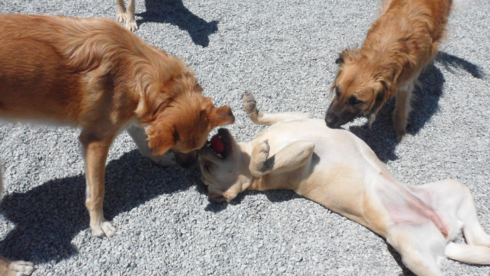 Three dogs are playing with each other on the ground