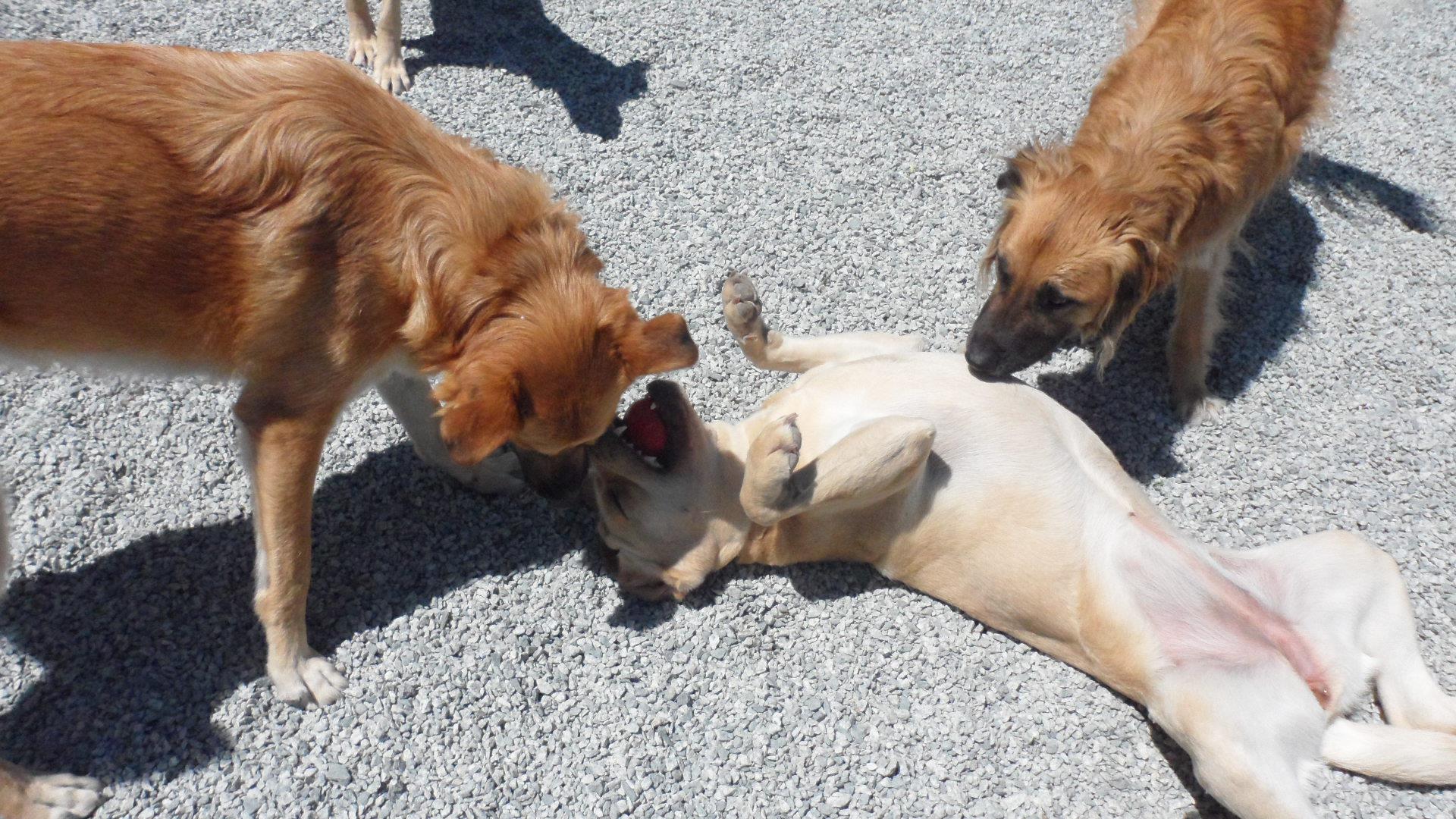 Three dogs are playing with each other on the ground