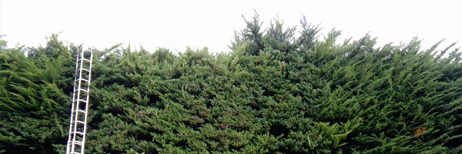 Tree lopping in Wellington