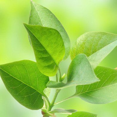 Leaf