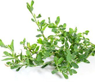 Herbal medicines